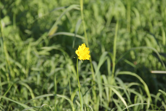 小黄花