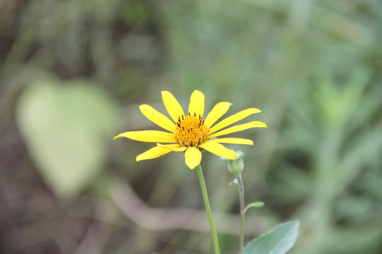 爱真花菊芋