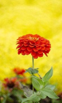 百日菊花卉特写