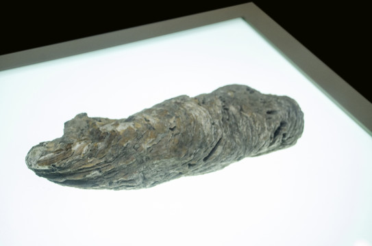 远古海洋生物牡蛎化石