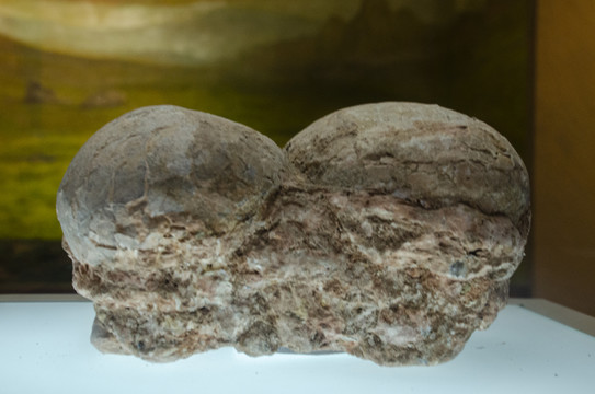 信阳博物馆馆藏远古恐龙蛋化石