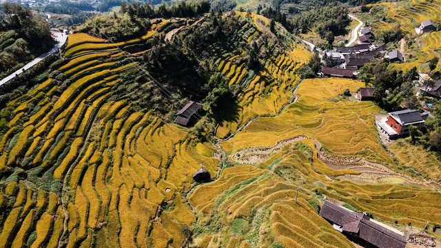 湖南新化紫鹊界梯田九龙坡秋景