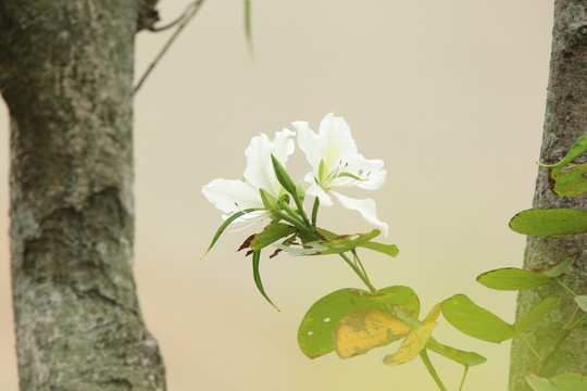 紫荆花