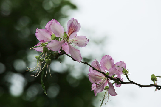 紫荆花