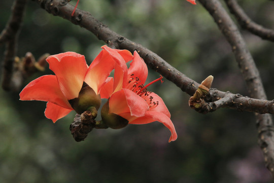 木棉花