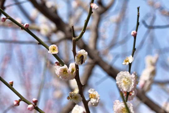 梅花绽放