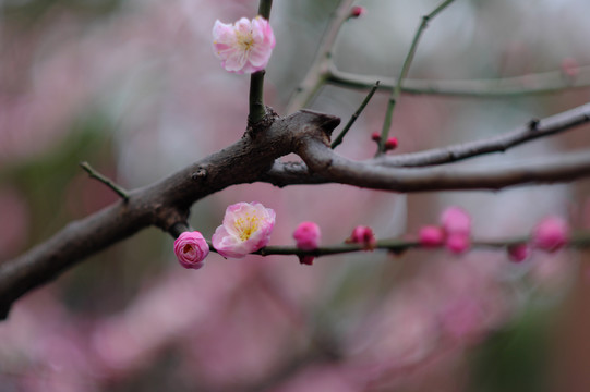 冬日梅花