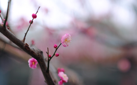 盛开的梅花