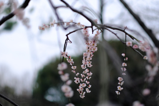 梅花盛开