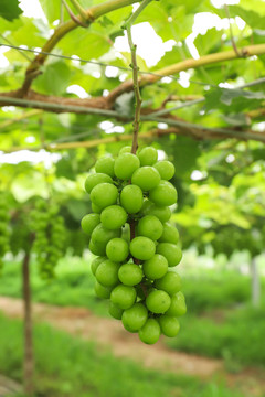 有机葡萄种植园高清素材