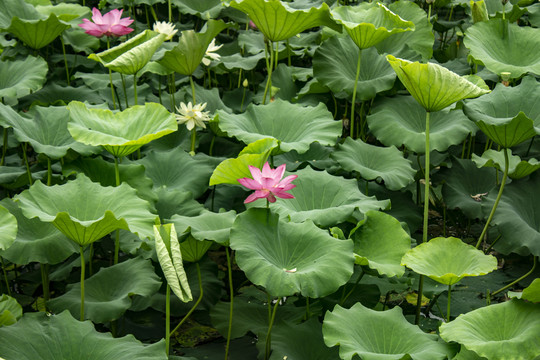 荷花摄影