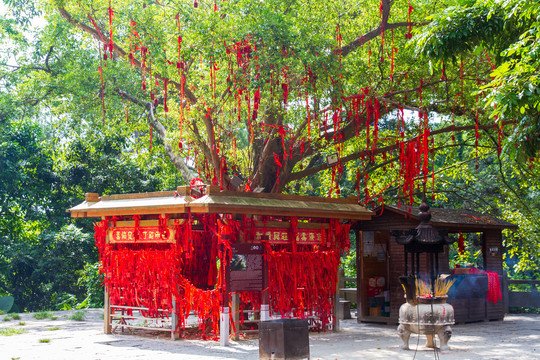 桂平西山风景名胜区许愿树