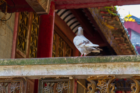 桂平西山风景名胜区白鸽