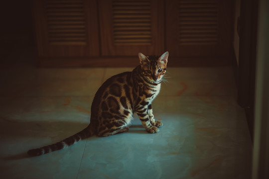 豹猫宠物摄影