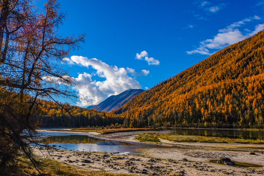 喀纳斯秋景