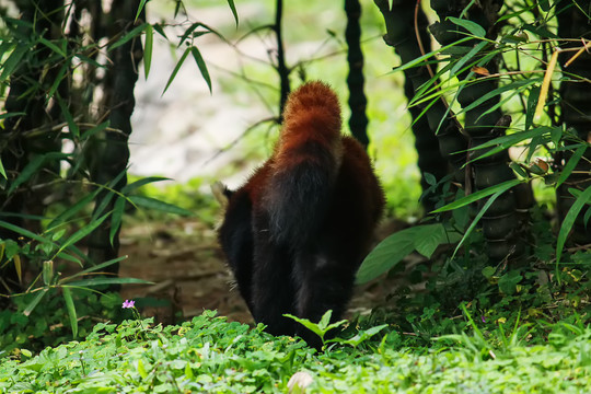 散步的小熊猫