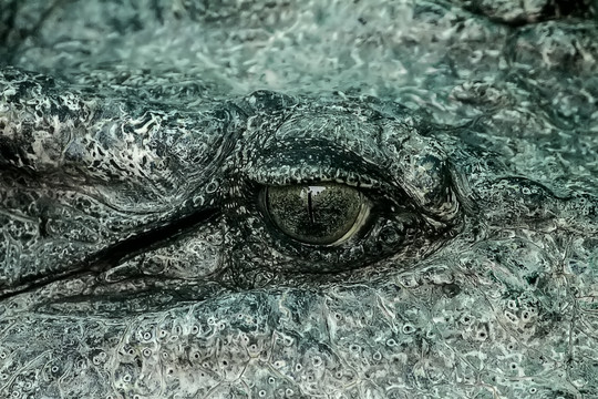 鳄鱼眼睛特写