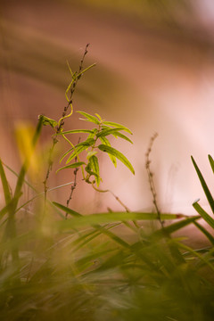 小草