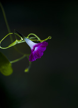 牵牛花