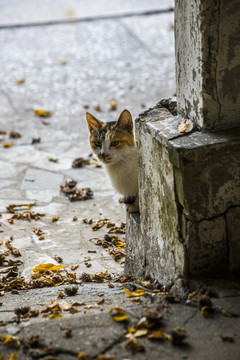 流浪猫