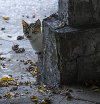 流浪猫