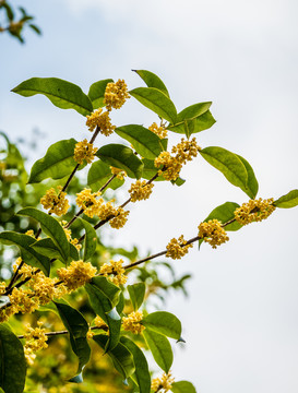桂花