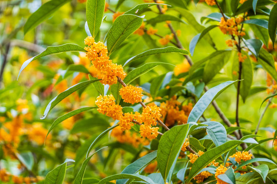 桂花开花