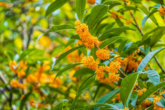 桂花开