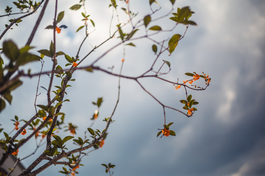 桂花