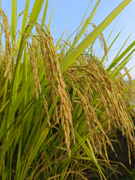 丰收优质稻米