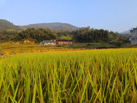 山野乡村稻米