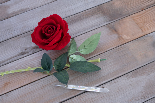 被摘断的红玫瑰和水银温度计