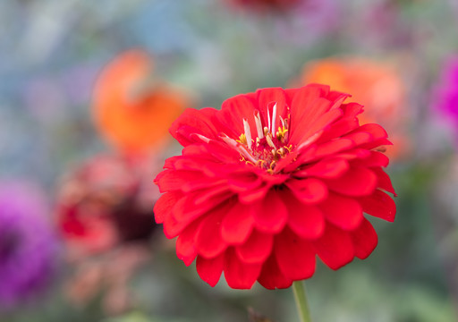 百日菊