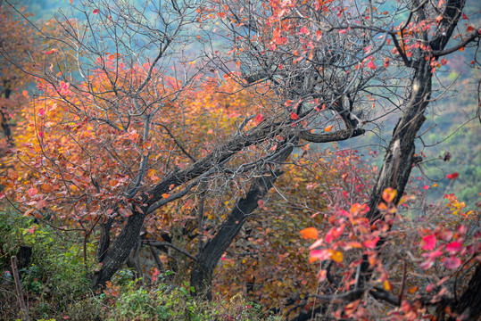 北京香山红叶