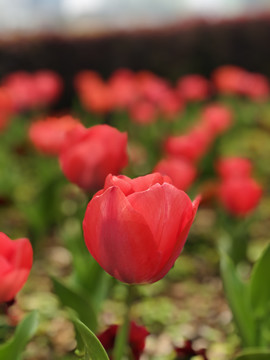 郁金香花