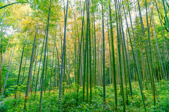 毛竹林