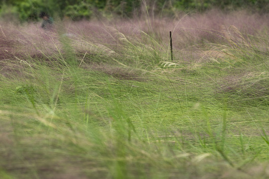 湿地公园乱子草