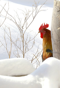 雪地雄鸡