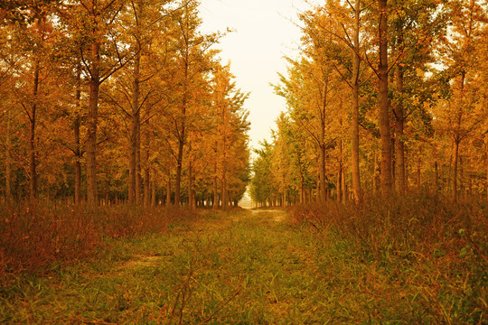 秋天户外的银杏树森林