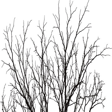 树枝黑白剪影