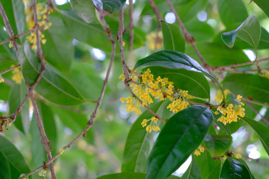 秋日桂花