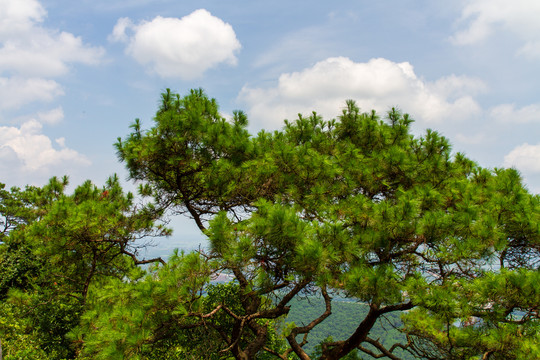 桂平西山风景名胜区松树