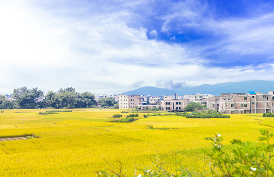 金色稻田新农村建设背景图