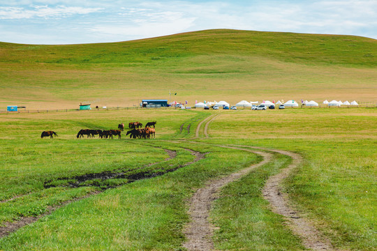 夏季草原蒙古包马群