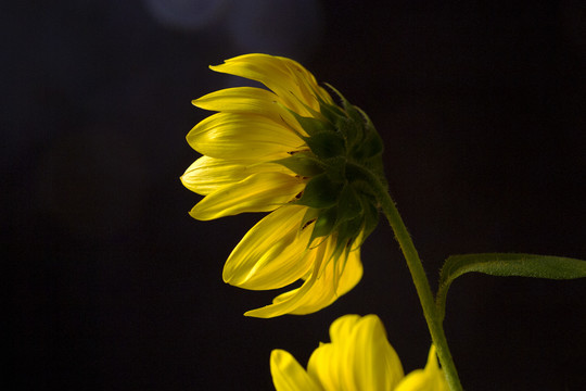 黄色花朵向日葵