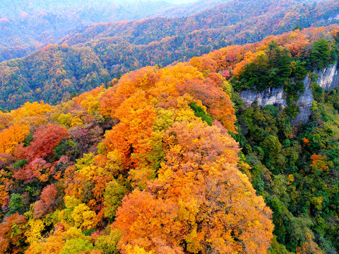 光雾山红叶