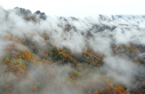 光雾山红叶