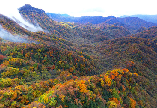 光雾山红叶