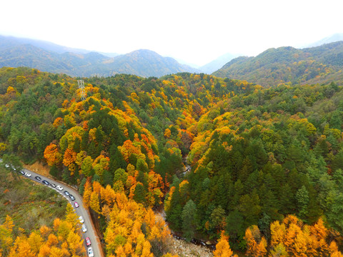 光雾山红叶