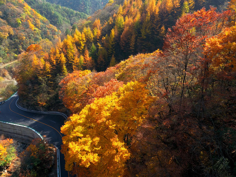 光雾山红叶